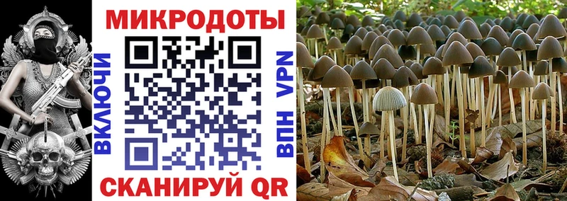 где купить Братск Галлюциногенные грибы MAGIC MUSHROOMS