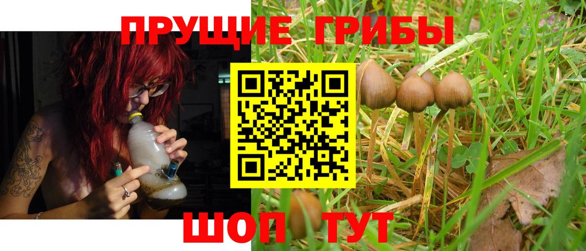 Братск  что такое   Вход с VPN  Галлюциногенные грибы Psilocybine cubensis 